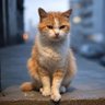 smelly cat's profile picture