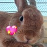 Profilbild von S♡mämä