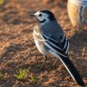 Motacilla alba profil fotoğrafı