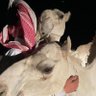 Profilbild von سلطان النفيعي