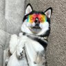 JADAWGS 的头像