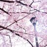 わこ 的头像