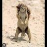 Фото профиля Squirrel boy (with nuts)