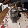 gothmorc profil fotoğrafı