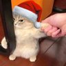 Unknown Cat 的头像
