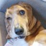 Nelci Nogarotto's profile picture