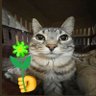 Tolstoy's profile picture
