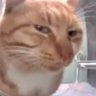 HowlingPatternNoticer profil fotoğrafı