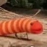 Latte_Roll's profile picture