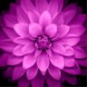 Profilbild von Nithin