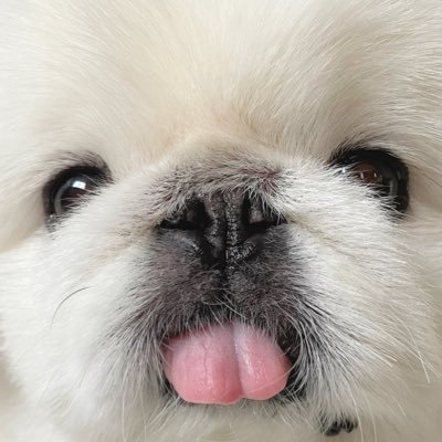 peki_putchikun's profile picture