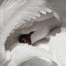 Фото профиля swan