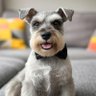 Profilbild von BowTiedSchnauzer
