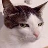 Profilbild von Safran
