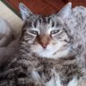 USAの猫 profil fotoğrafı