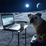 Boondog 的头像
