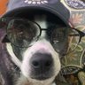 Profilbild von 4eyedDawg
