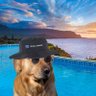 CryptoAce's profile picture
