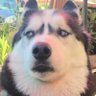 kubelolz's profile picture
