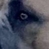 DawgMayne411 profil fotoğrafı