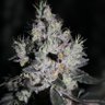 Mota 的头像