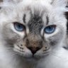 KubrickHighlandLynx's profile picture