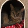Profilbild von ねこ