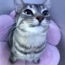 𓆩♡𓆪 的头像