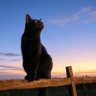 あくいら profil fotoğrafı