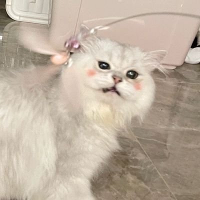 我要吃五颗虾滑's profile picture