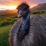 emúenfadoso profil fotoğrafı