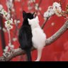 Atsu猫大好き! profil fotoğrafı
