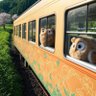 Profilbild von ばーど