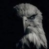 IronEagle⚡️⚡️'s profile picture