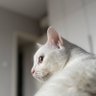 Make Kitties Happy Again's profile picture
