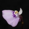 Utri @食虫植物's profile picture