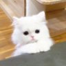 Profilbild von QaQ