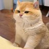 Profilbild von Mewwo