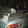 Фото профиля Sn0WzX🐈⬛