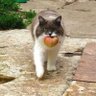 Фото профиля Apple Cat CTO