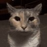 ポチャマ... profil fotoğrafı