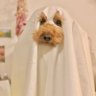 とんちゃん 的头像