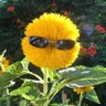 Profilbild von Gotabiblename!