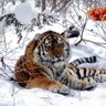 Profilbild von Вечный странник