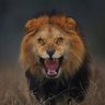 Irek profil fotoğrafı