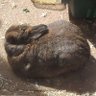 Bunnyboss profil fotoğrafı