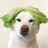 Jiawang's profile picture