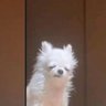 Charly Brown's profile picture
