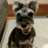 ふたご profil fotoğrafı