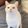Amy, Just Amy's profile picture